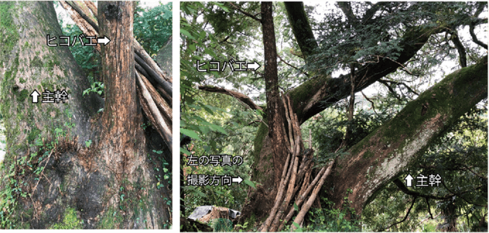 接木の痕跡が見つかったカヤの樹（傾斜して育つ主幹と、直立して育つヒコバエ）