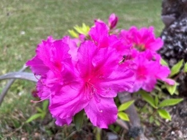 大紫(昨年の様子)