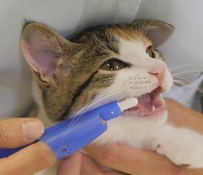 超小型犬や猫に使いやすい