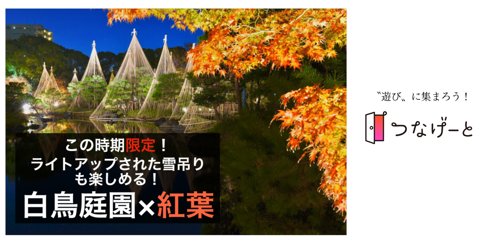 つなげーと 白鳥庭園 紅葉 この時期限定 ライトアップされた雪吊りと紅葉を同時に楽しもう 21 12 4 土 17 00 Newscast