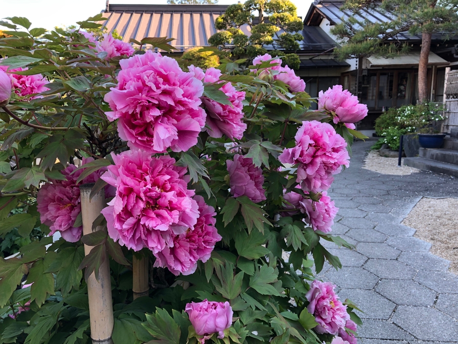 秩父札所15番少林寺 イメージ3