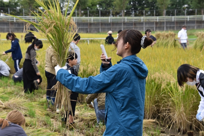 刈り取った稲をスマホで撮影