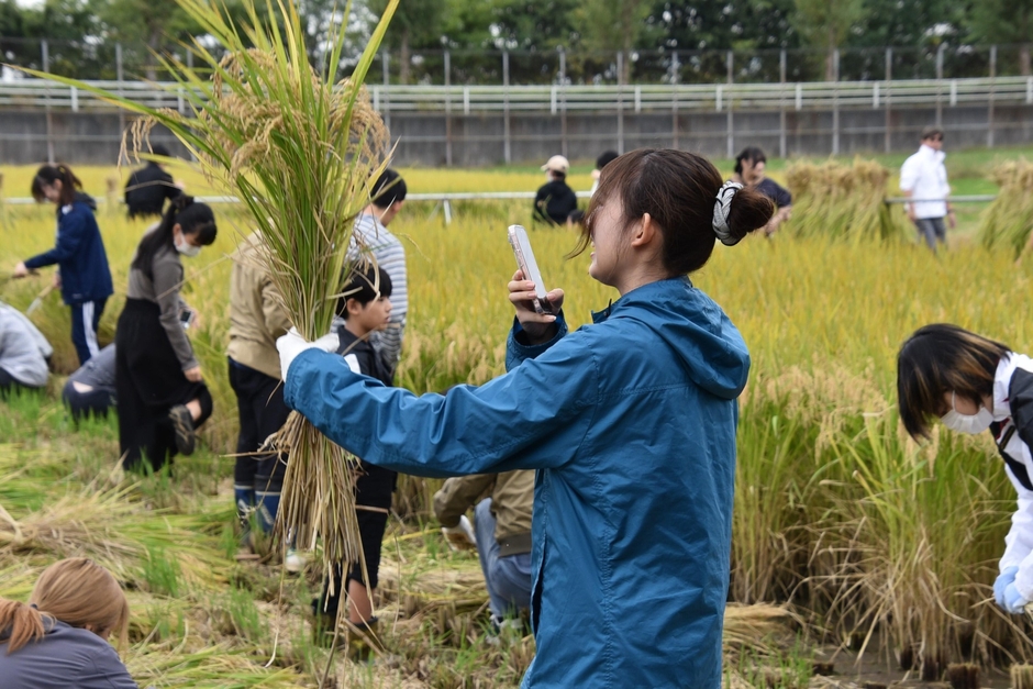 刈り取った稲をスマホで撮影