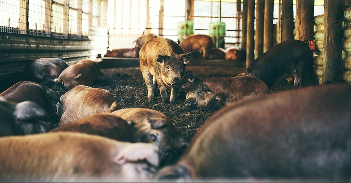 贅豚　飼育現場1