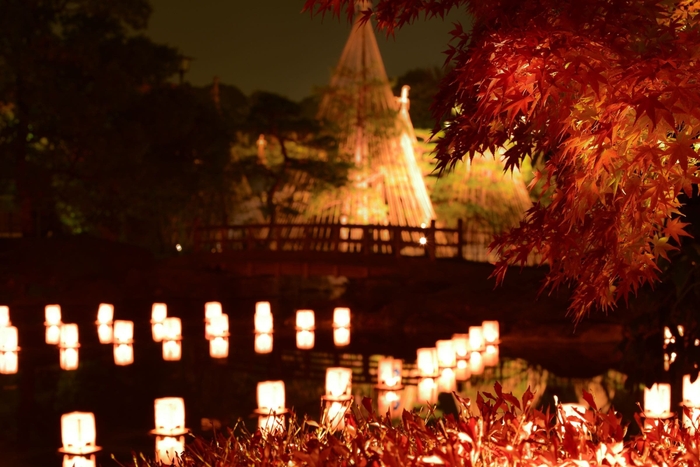 ライトアップされた色鮮やかな紅葉をお楽しみいただきます 白鳥庭園