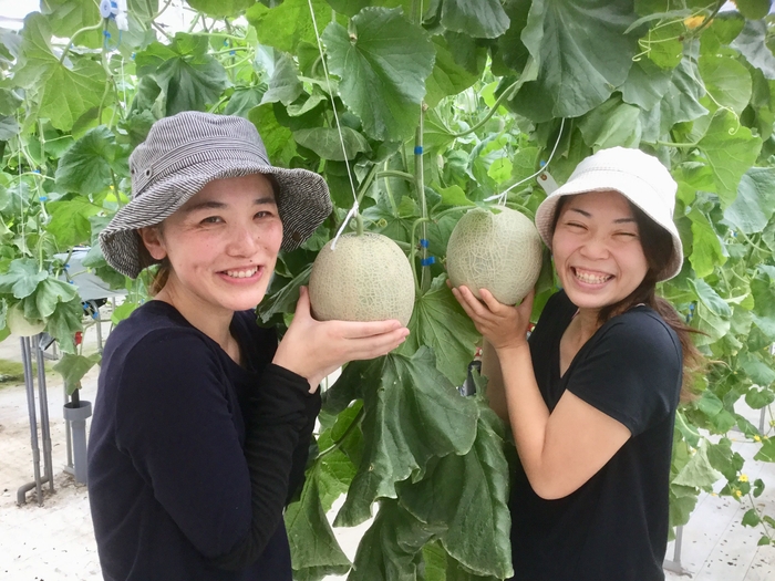 メロン狩り(7月中旬～9月2日まで)