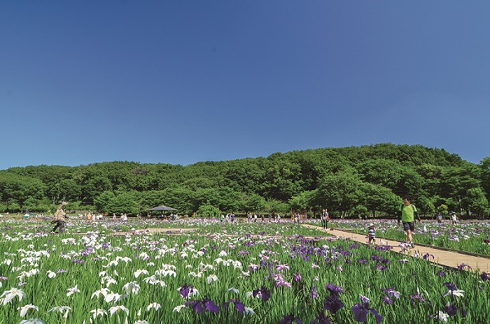 毎年6月上旬頃に開催される北山公園の「東村山菖蒲まつり」