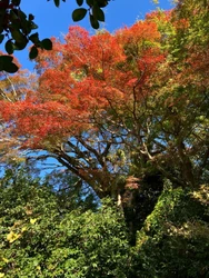 通常非公開・京都「霊鑑寺」秋の特別拝観 ～庭の緑と紅葉の赤が織りなす美しい庭園と狩野派作の襖絵を公開～