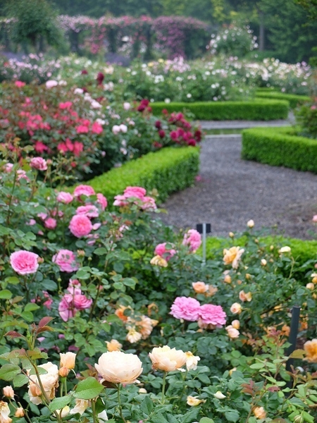 ローズシーズン4