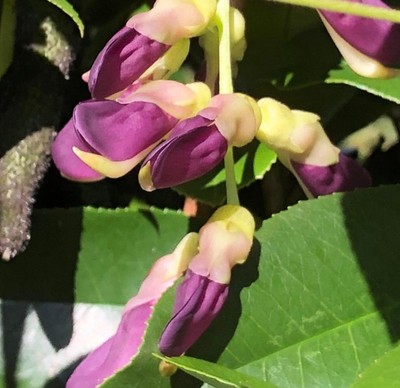 ムクナ豆の花