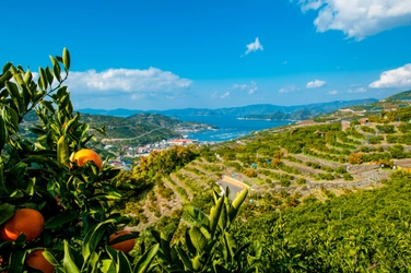 愛媛・八幡浜でみかん農家になりたい人の 移住・就農 How to セミナー　オンラインで9月4日開催