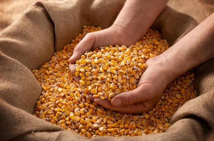 国産とうもろこし100%使用の飼料