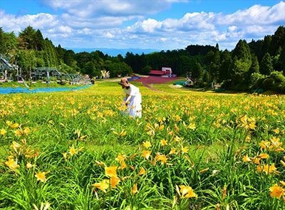 ニッコウキスゲの大群落(六甲山カンツリーハウス)