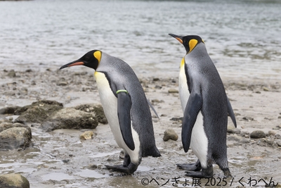 ペンギン 展示作品：くわぺん
