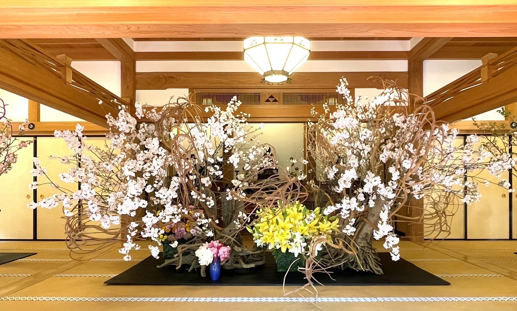 【鎌倉・桜速報】北鎌倉の古刹がピンクに染まる12日間。華道歴40年・假屋崎省吾が挑む、円覚寺「佛日庵」での圧巻の桜インスタレーション開幕!