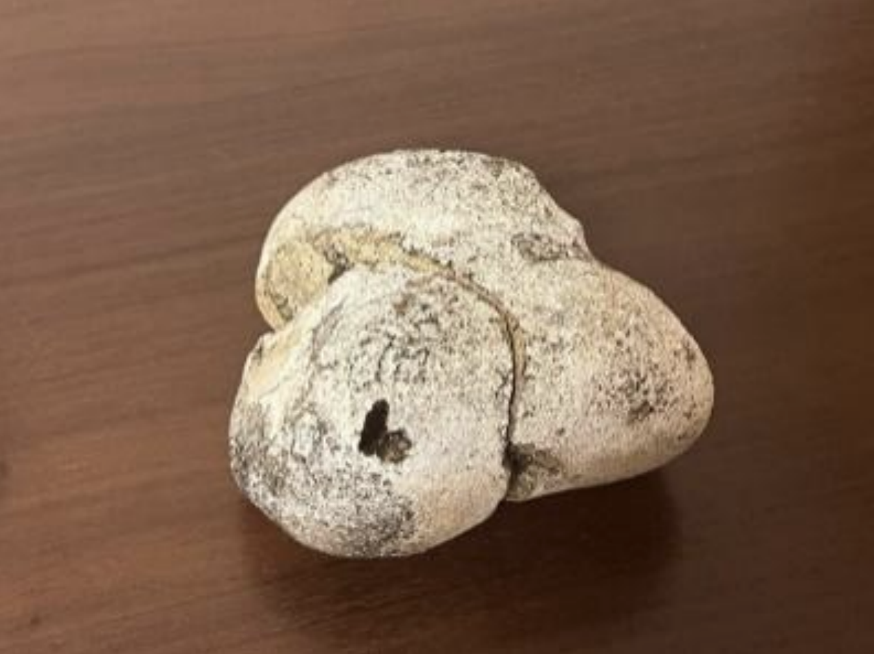 【日本初】龍涎香の無料鑑定サービスを開始～奄美市への寄贈を契機に、海からの贈り物を広く共有する文化を～