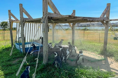DIY教育でペンギンの日除け小屋を建てる！ クラウドファンディングCAMPFIREにてプロジェクト開始　 DIY大作戦～ペンギンを陽射しから守る小屋を建てよう～