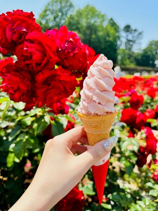 バラのソフトクリーム(令和5年5月撮影)