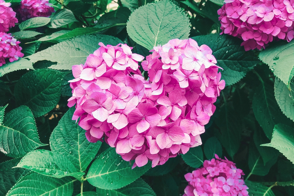 紫陽花イメージ