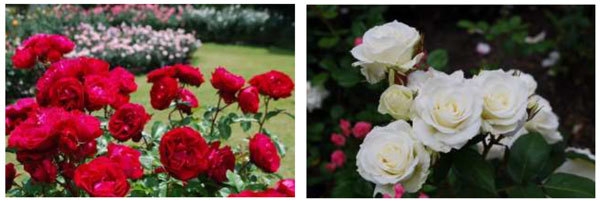 バラの小径 ローズウオーク