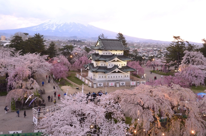 弘前公園のさくら