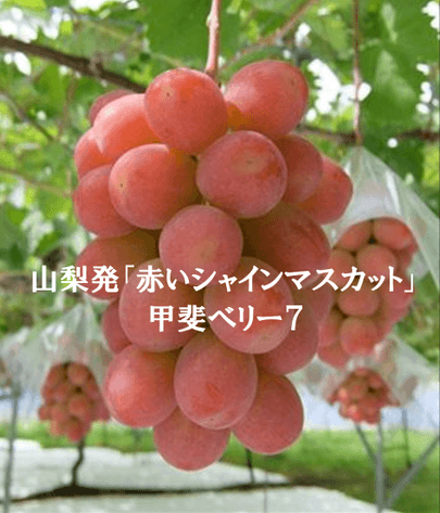 甲斐ベリー7