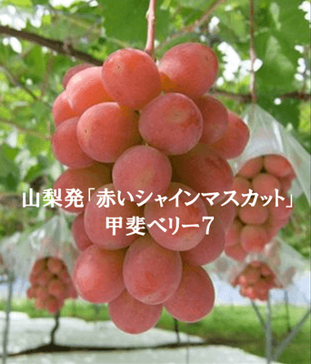 甲斐ベリー7