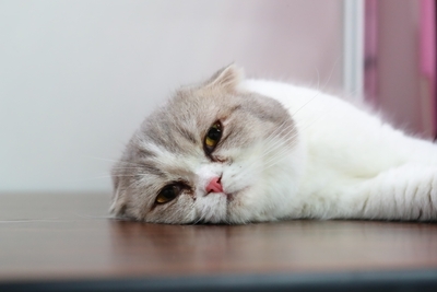 かわいい猫と触れ合える「チャンピオンキャットカフェ」