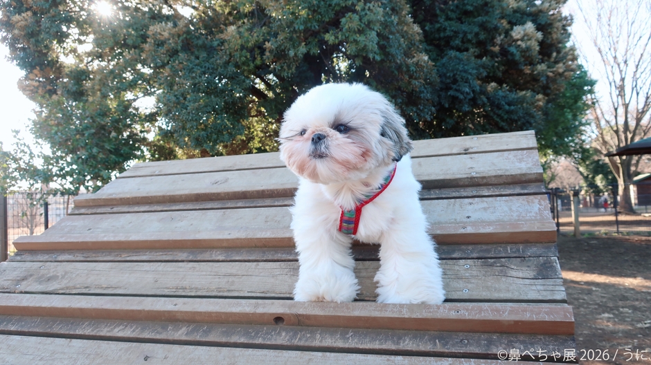 展示作品：うに