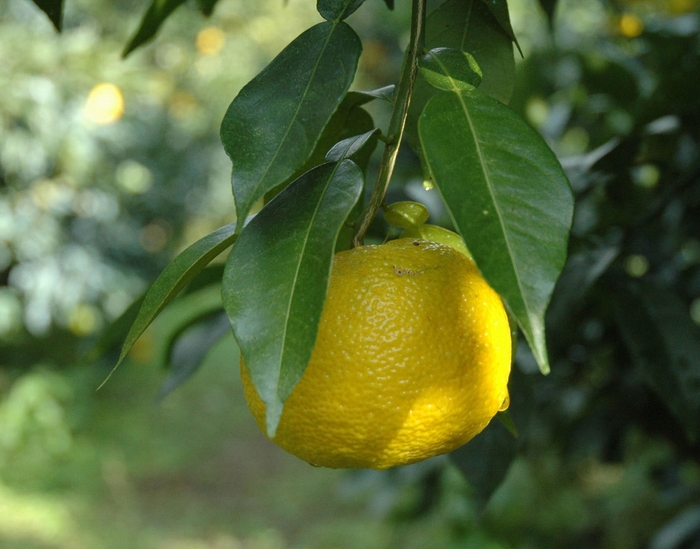馬路村産の柚子