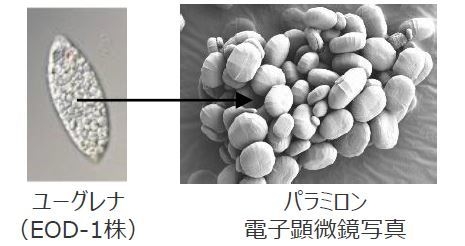 パラミロン画像
