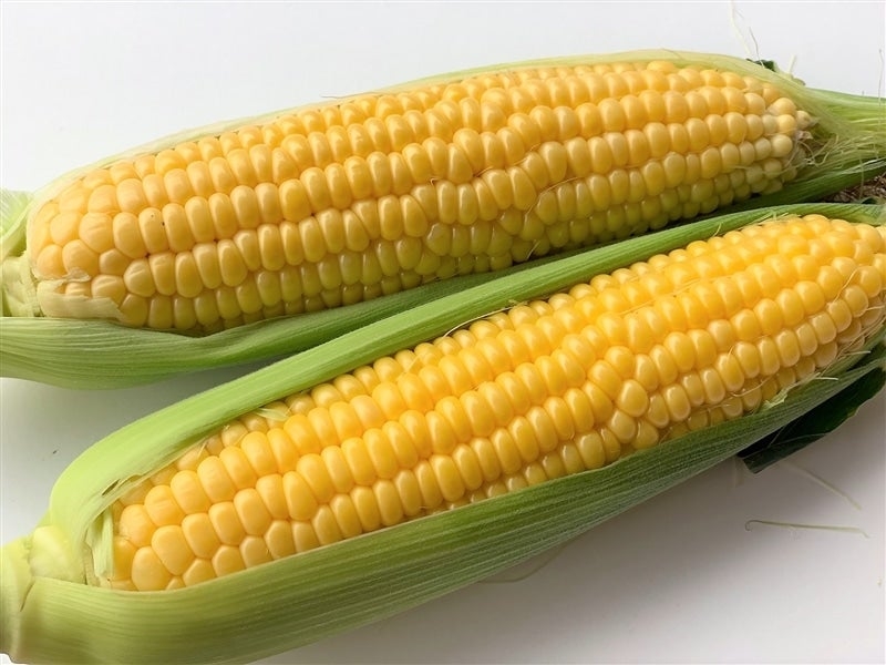 昨年も大好評 極甘とうもろこし ドルチェドォーロ が 産地直送通販サイト ｊａタウン で販売開始 Newscast