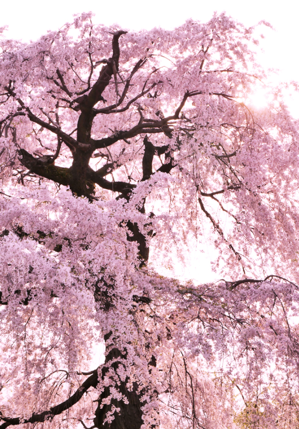 桜の新名所 京都 円山公園内にある Excafe イクスカフェ 祇園八坂 で桜を見下ろす感動の花見体験を Newscast