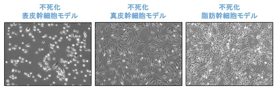 長期間安定的に培養可能な皮膚幹細胞モデルを樹立　 ～皮膚科学分野や再生医療分野における幹細胞研究への応用に期待～