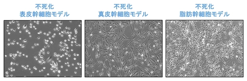 長期間安定的に培養可能な皮膚幹細胞モデルを樹立　 ～皮膚科学分野や再生医療分野における幹細胞研究への応用に期待～