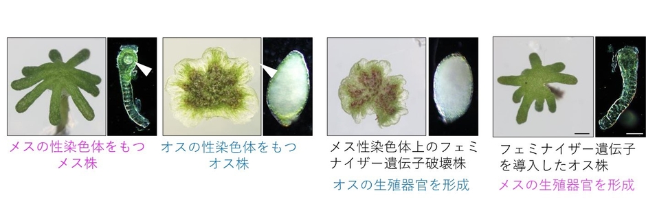 図2 フェミナイザー遺伝子の同定　メスの性染色体上にある今回同定した遺伝子を破壊するとオス化し、オスに特徴的な雄器托と造精器を形成する。一方、この遺伝子を遺伝的なオス株に与えると雌器托と造卵器を形成し、メスとなる。
