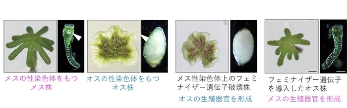 図2 フェミナイザー遺伝子の同定 メスの性染色体上にある今回同定した遺伝子を破壊するとオス化し、オスに特徴的な雄器托と造精器を形成する。一方、この遺伝子を遺伝的なオス株に与えると雌器托と造卵器を形成し、メスとなる。