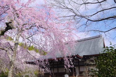 早朝の通常開門前や夜間など、春の京都を貸し切る！ 一期一会の桜を愛でる『春の貸切プラン』