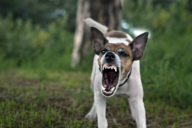 ドッグランで犬同士が喧嘩をしてしまった際の対処法を解説！