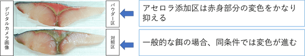 開封後、5℃空気暴露状態での保管による変色比較(72時間後)
