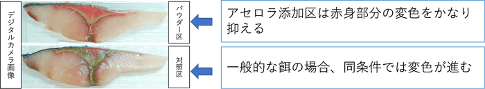 開封後、5℃空気暴露状態での保管による変色比較(72時間後)