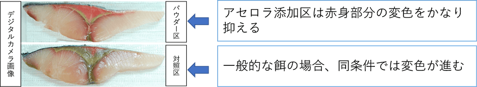 開封後、5℃空気暴露状態での保管による変色比較(72時間後)