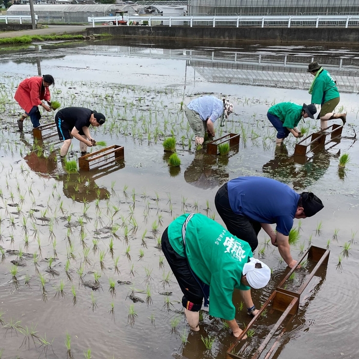 杜氏・蔵人も真剣に田植えに挑戦しています。