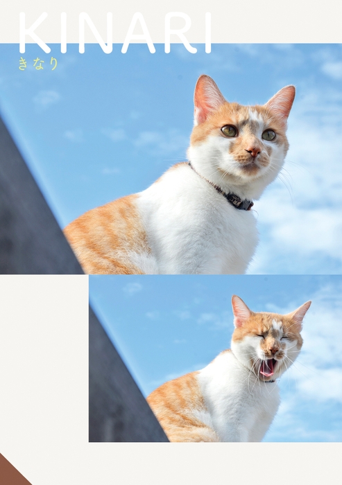 テレワーク社猫 きなり