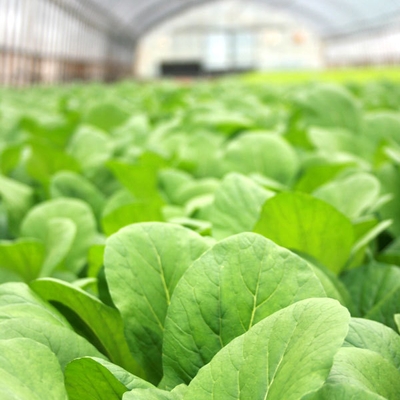 有機無農薬野菜
