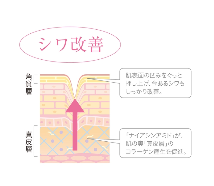 しわ改善メカニズム