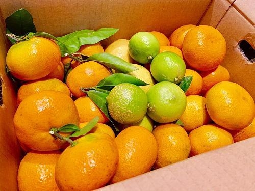 採れたての状態で自宅に届きます