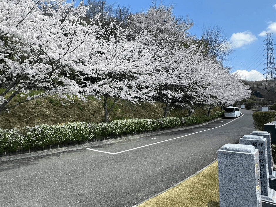 マイ古墳（家族古墳墓）周辺 桜並木の様子