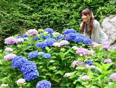 六甲高山植物園