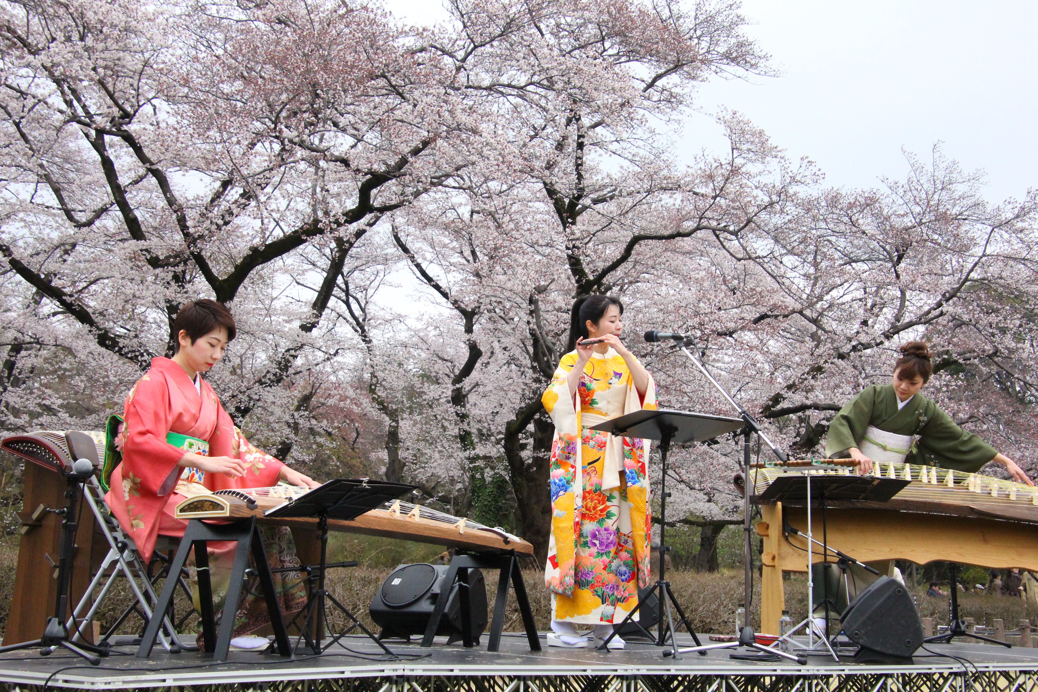 Jindaiji Sakura Festival Photo provided by NEWSCAST